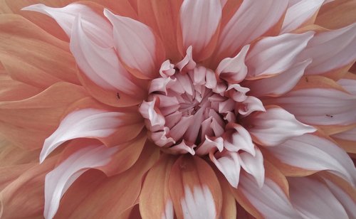 unsplash-image-p3lcJdVeXew-FLowerbig-orange